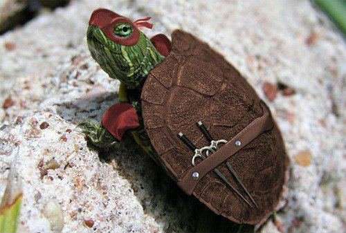 Teenage Mutant Ninja Turtles Are Back!